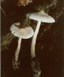 白托柄菇 白托柄菇