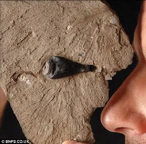 英國威爾特郡發現的一個距今1.5億年前的烏賊化石