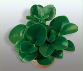 墨葉碧玉 墨葉碧玉