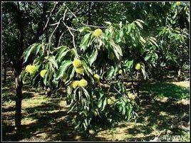 河南中峰鄉 河南中峰鄉