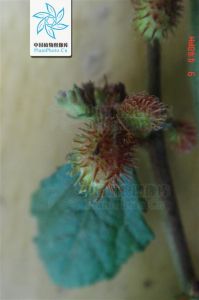 刺蒴麻屬 刺蒴麻屬