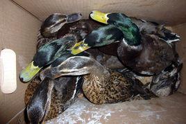 創鶩之報 創鶩之報