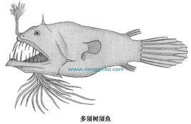 多須樹須魚 多須樹須魚