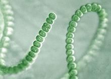 固氮魚腥藻 固氮魚腥藻