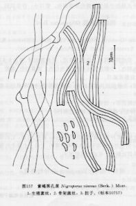紫褐黑孔菌 紫褐黑孔菌