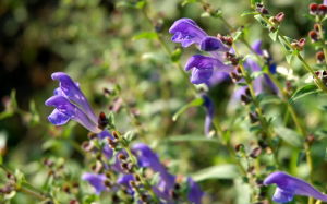 台灣黃芩 台灣黃芩