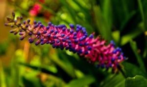 瓶刷光萼荷 瓶刷光萼荷