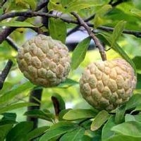 水果配送 水果配送