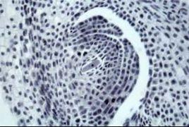 孢原細胞 孢原細胞