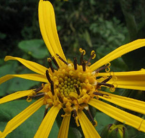 寬舌橐吾 寬舌橐吾