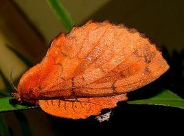 枯葉蛾科 枯葉蛾科