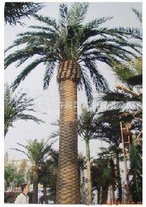 加拿利海棗樹 加拿利海棗樹