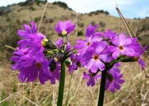 黃心球花報春 黃心球花報春