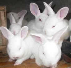 黃白兔圓筒 黃白兔圓筒