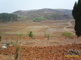 新橋鎮[貴州安龍縣新橋鎮]