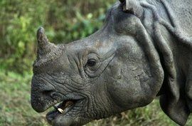 獨角犀牛 獨角犀牛