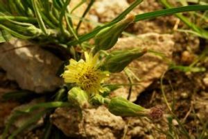 分枝鴉蔥 分枝鴉蔥