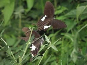 白水長腳金龜 白水長腳金龜