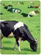 動物福利國際合作委員會