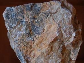 變質重結晶作用 變質重結晶作用