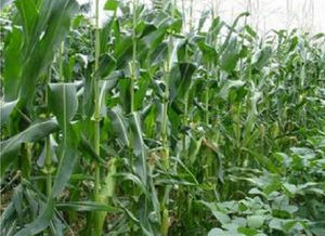 珍甜1號 珍甜1號