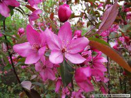 粉芽海棠 粉芽海棠