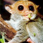 眼鏡猴：世界上最小的猴子