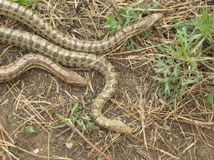 白條錦蛇 白條錦蛇