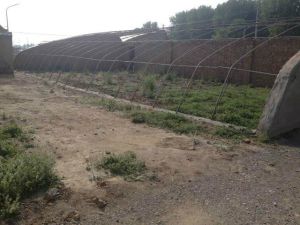 楊秀店村 楊秀店村