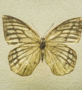 紋環蝶中華亞種 紋環蝶中華亞種