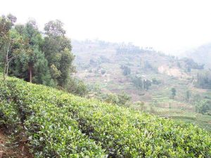 郭家自然村 郭家自然村