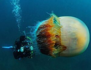 巨型“野村水母”