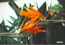 Strelitzia reginae