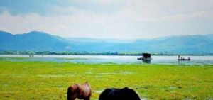 拉市海安尚馬場 拉市海安尚馬場