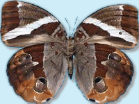 斜帶環蝶 斜帶環蝶