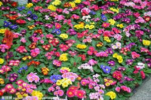 報春花[報春花目報春花科植物]