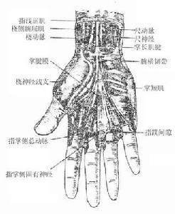 掌腱膜解剖全圖