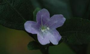 四子馬藍 四子馬藍