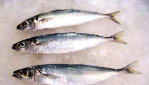 長體圓鰺 長體圓鰺