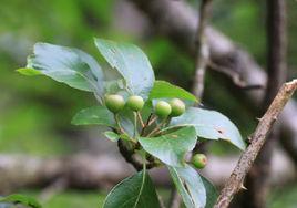圓果花楸 圓果花楸