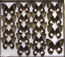 外國論壇美鳳收藏集