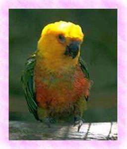 詹代亞錐尾鸚鵡 詹代亞錐尾鸚鵡