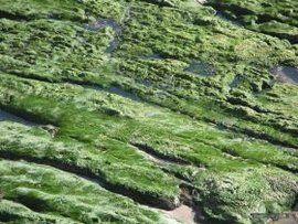 苔蘚[韓國電影]