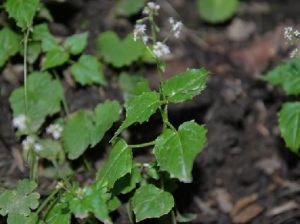 細弱山萮菜（變種）