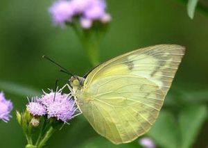 遷粉蝶無紋型 遷粉蝶無紋型