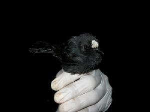 白額蟻鵖 白額蟻鵖