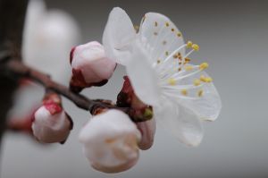 愉悅葶藶 愉悅葶藶