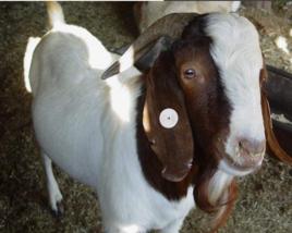嘉祥縣民富牛羊養殖場 嘉祥縣民富牛羊養殖場