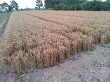 成熟的小麥