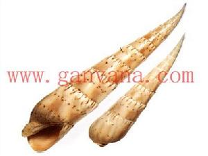 花牙筍螺 花牙筍螺